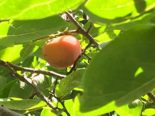 柿の木の育て方 肥料の量 収穫 苗木の鉢植え方法は 寿命はどれくらい Greensnap グリーンスナップ