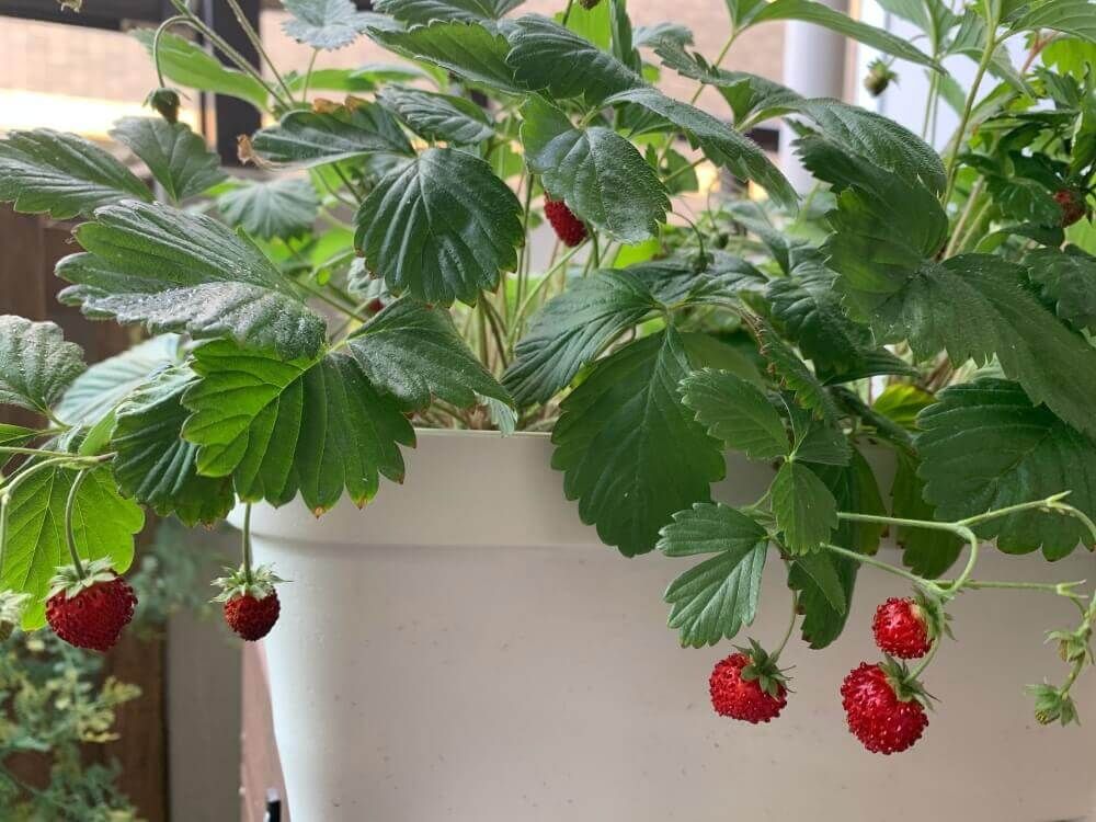 ワイルドストロベリー