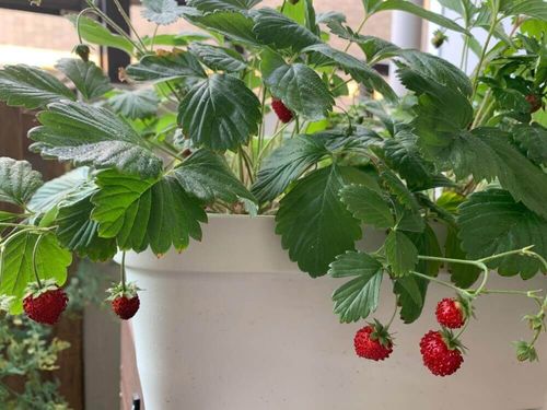 ワイルドストロベリーの育て方 苗植えや種まき 収穫の時期は 地植え栽培に向いてる Greensnap グリーンスナップ ワイルドストロベリーの育て方 苗植えや種まき 収穫の時期は 地植え栽培に向いてる Greensnap グリーンスナップ
