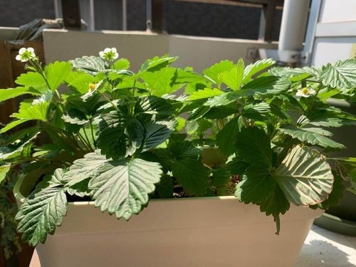 ワイルドストロベリーの育て方 苗植えや種まき 収穫の時期は 地植え栽培に向いてる Greensnap グリーンスナップ ワイルドストロベリーの育て方 苗植えや種まき 収穫の時期は 地植え栽培に向いてる Greensnap グリーンスナップ