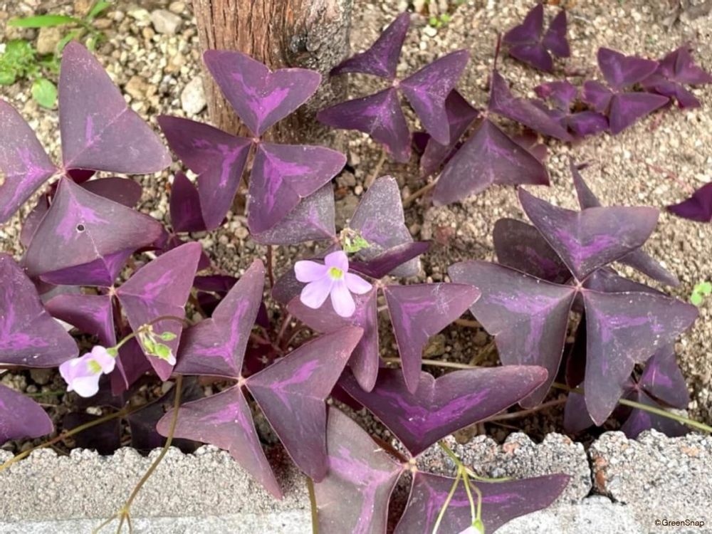 オキザリス・トライアングラリス