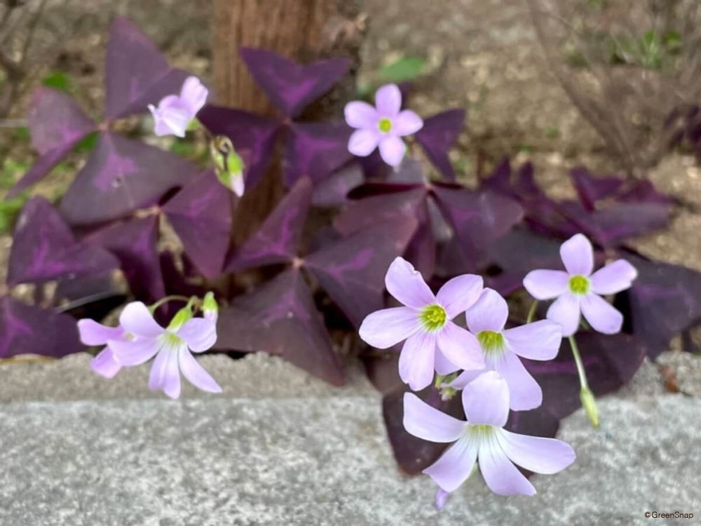 オキザリス・トライアングラリス