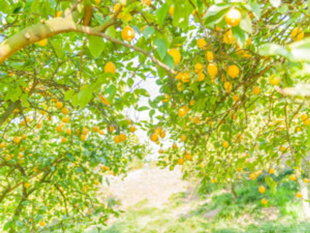 レモン　収穫