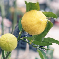 レモンの収穫時期を見極めよう！目安や食べ頃、実がなるまではどれくらい？の画像