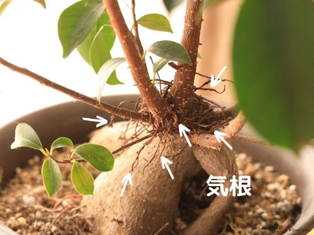 ガジュマルの気根