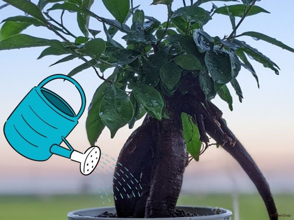 ガジュマル 水やり