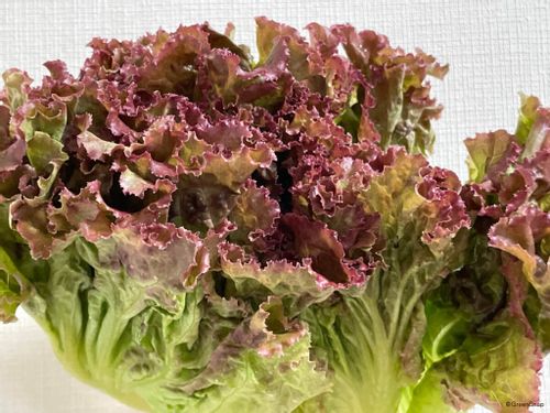 プランターにおすすめの野菜17選 家庭菜園の初心者でも育てやすいのは Greensnap グリーンスナップ