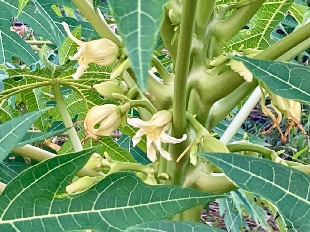 パパイヤ　パパイア