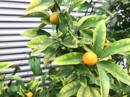 金柑の木の育て方｜鉢植え栽培もおすすめ！肥料や収穫時期はいつ 