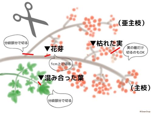 南天 ナンテン の剪定 時期は 木が大きくなりすぎたら 切ると災いが起こる Greensnap グリーンスナップ