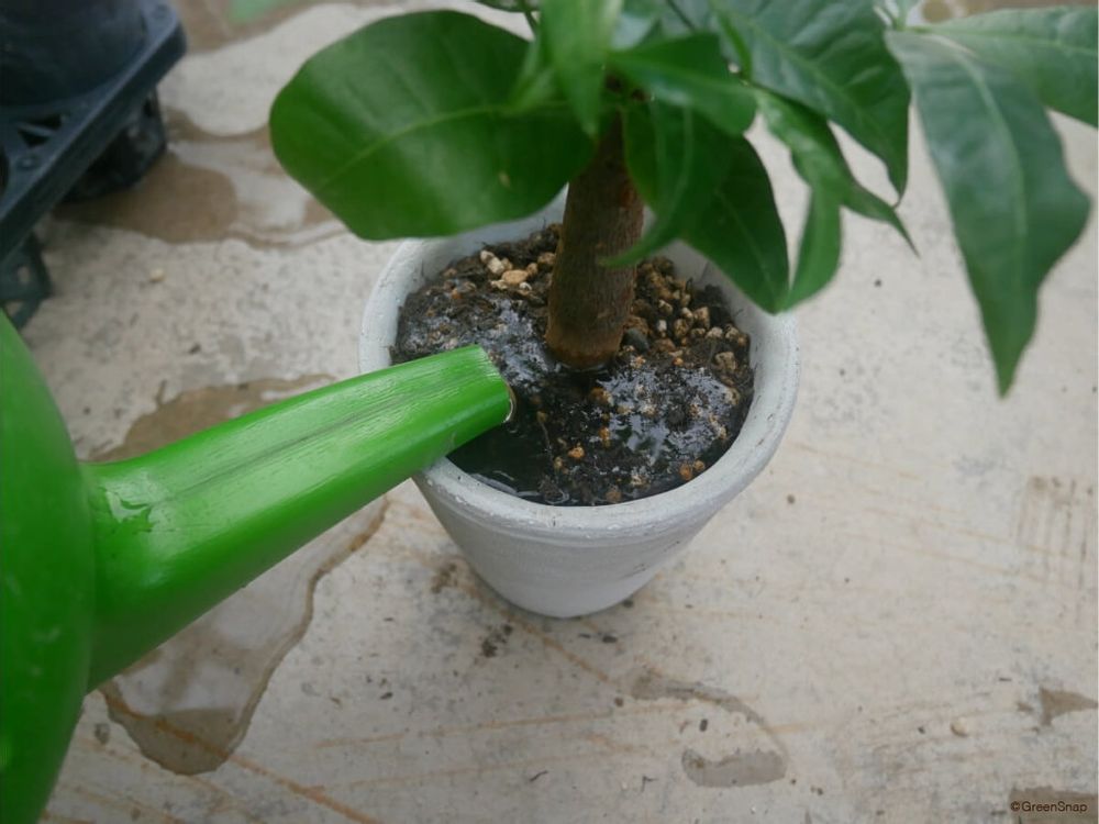 パキラの植え替え 水やり