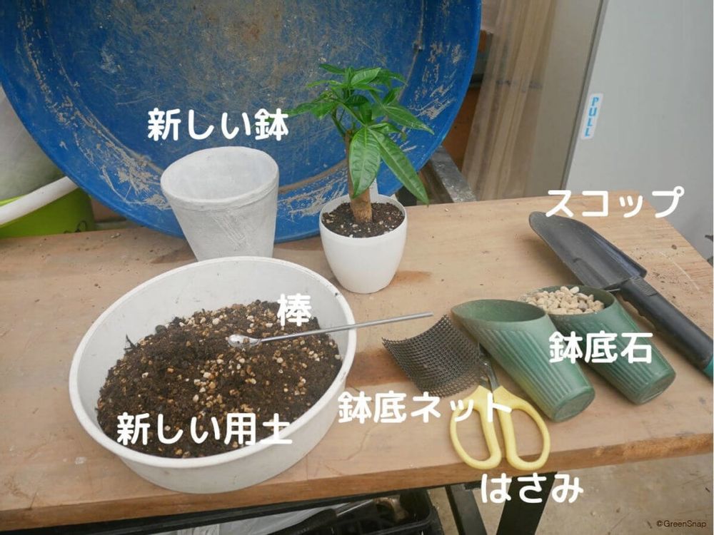 パキラの植え替えに必要な道具