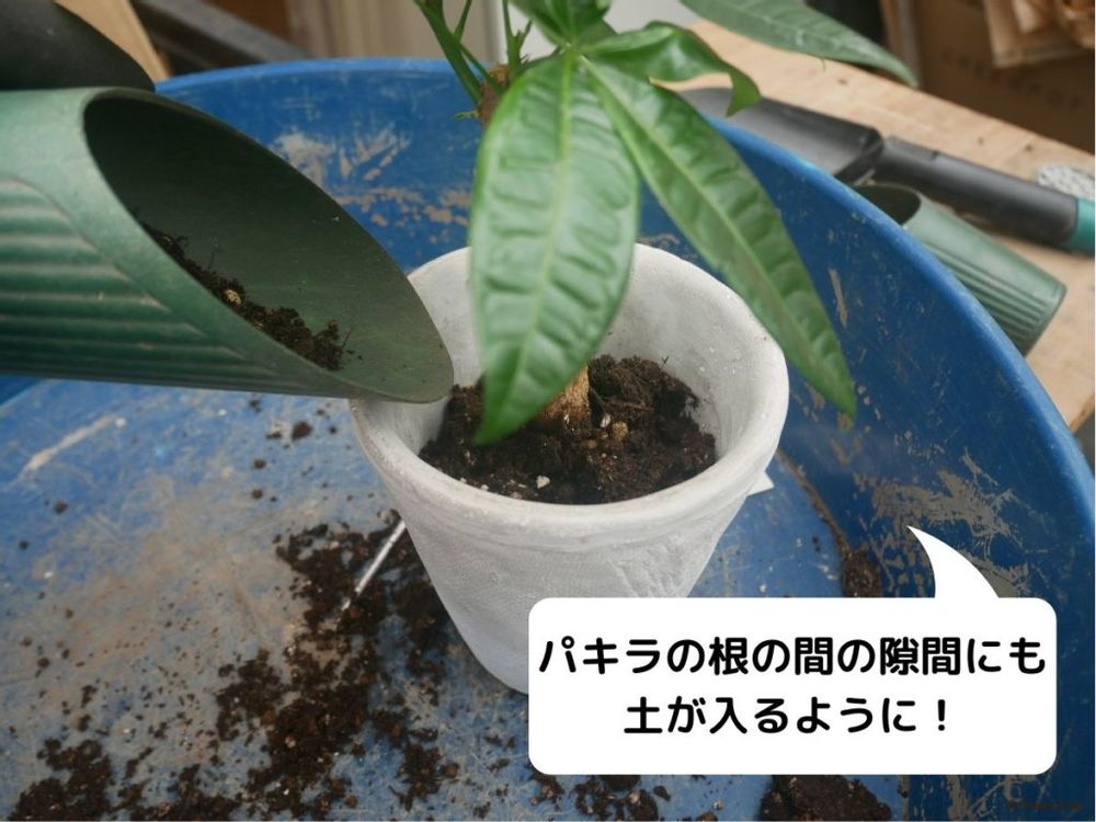 パキラの植え替え 根の間も土で埋めていく