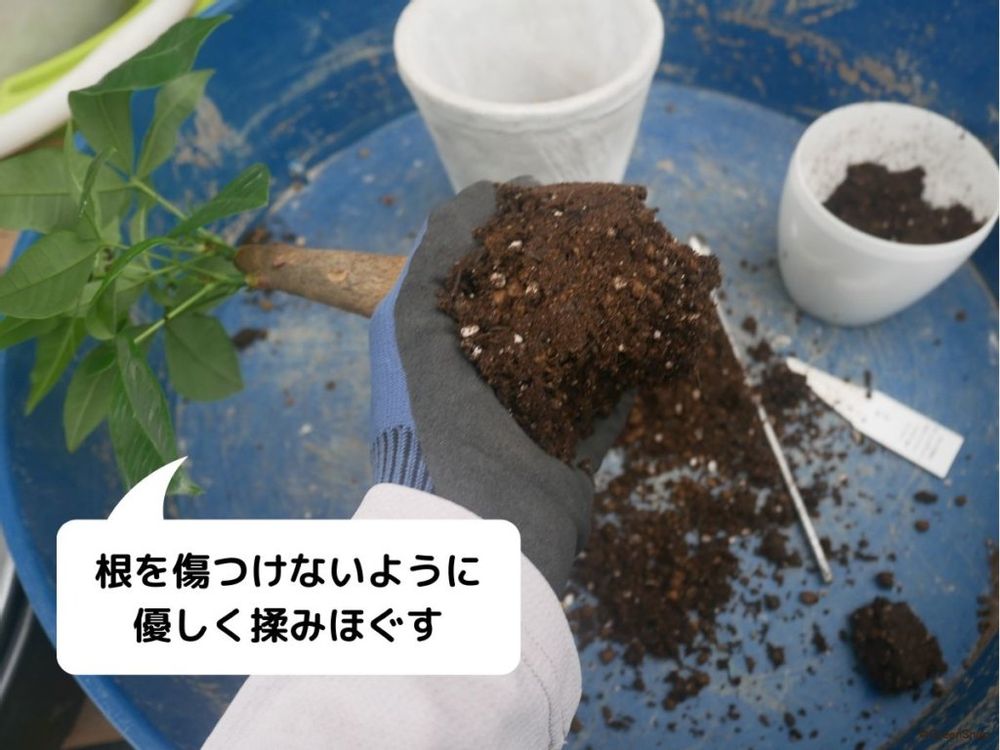 パキラの古い土を落として、根っこを整える