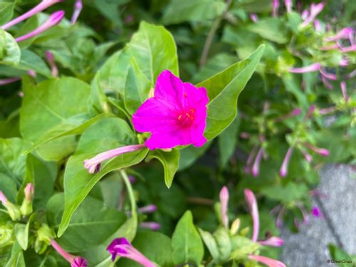 夏の花図鑑30選 開花時期別に 夏に咲く花の名前を見てみよう Greensnap グリーンスナップ