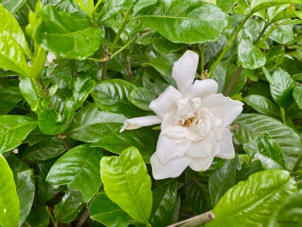 クチナシ 梔子 夏の花
