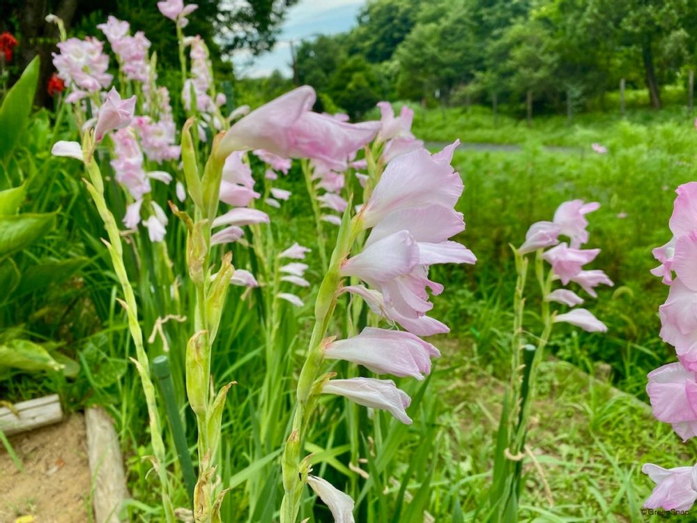 グラジオラス 夏の花