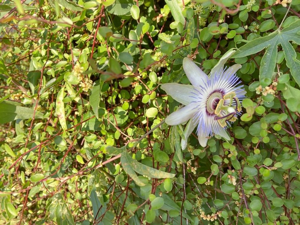 トケイソウ 時計草 夏の花