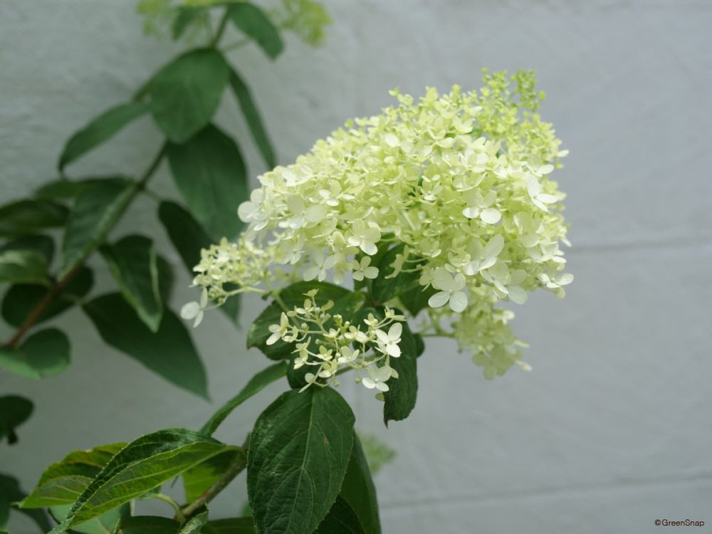 ノリウツギ 糊空木 夏の花