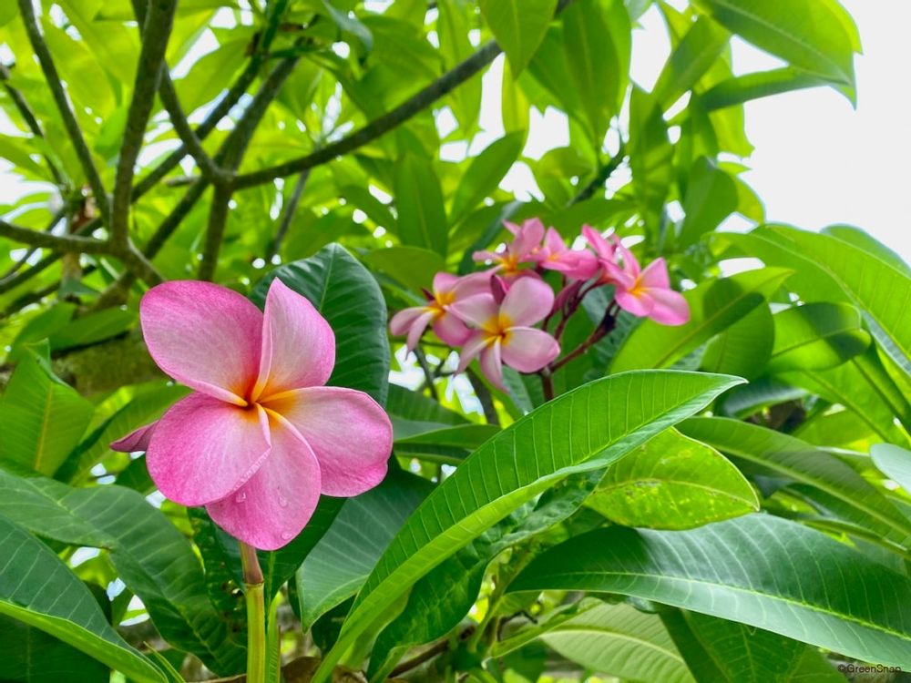 プルメリア 夏の花