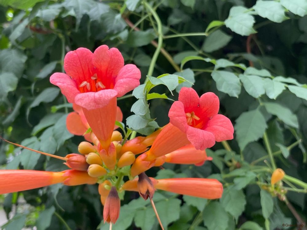 ノウゼンカズラ