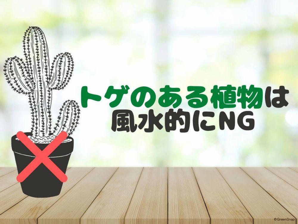 風水的にNGな植物