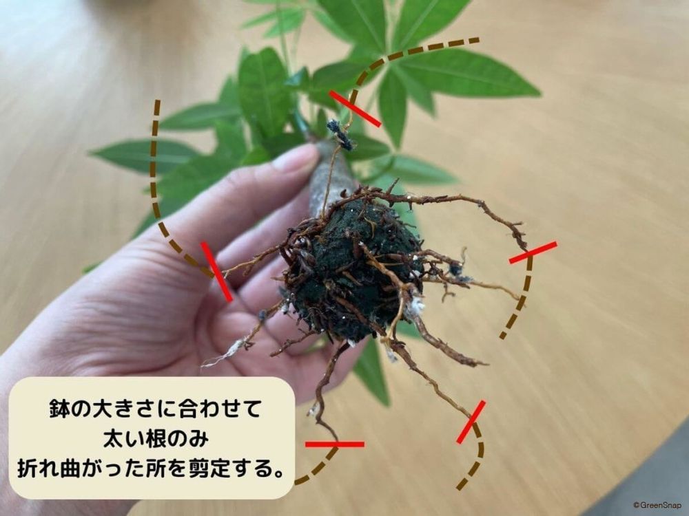 パキラの植え替え 大きくしたくない場合は根っこを剪定する