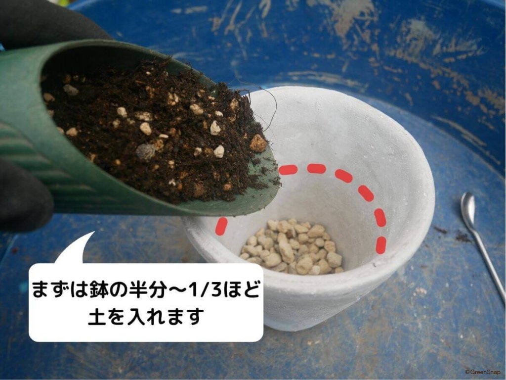 パキラの植え替え 新しい鉢に移す