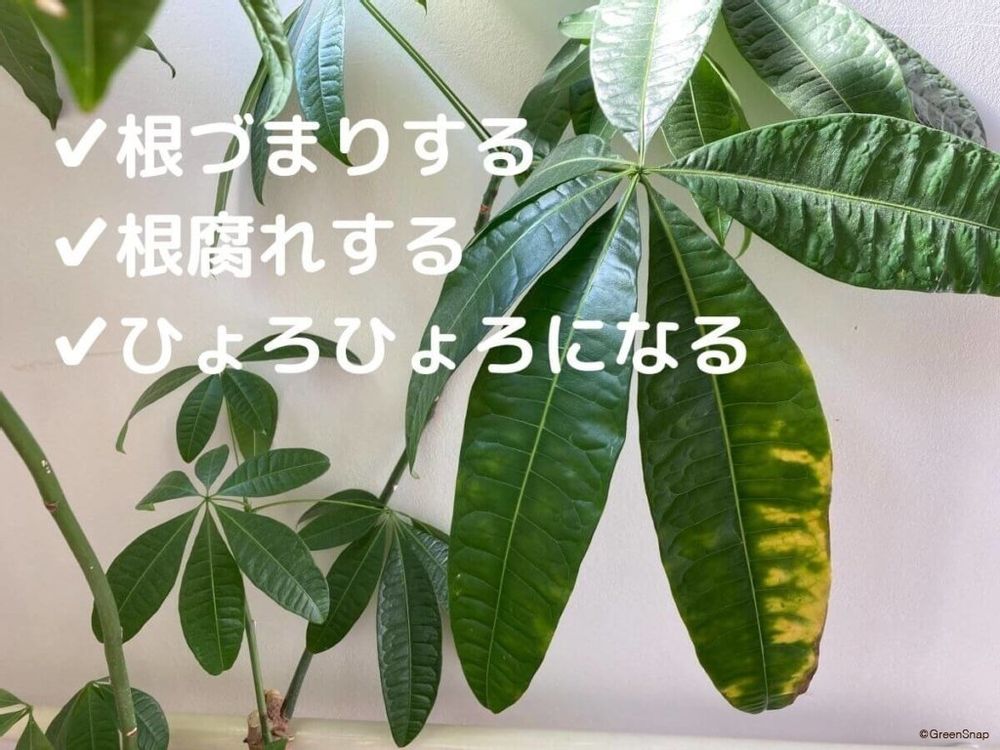 パキラを植え替えしないと、葉が黄色く変色 枯れている