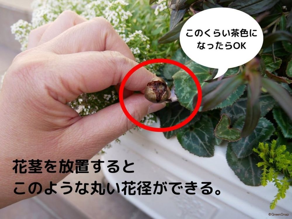 シクラメンの増やし方 花が終わったら花茎ができる 種の採取