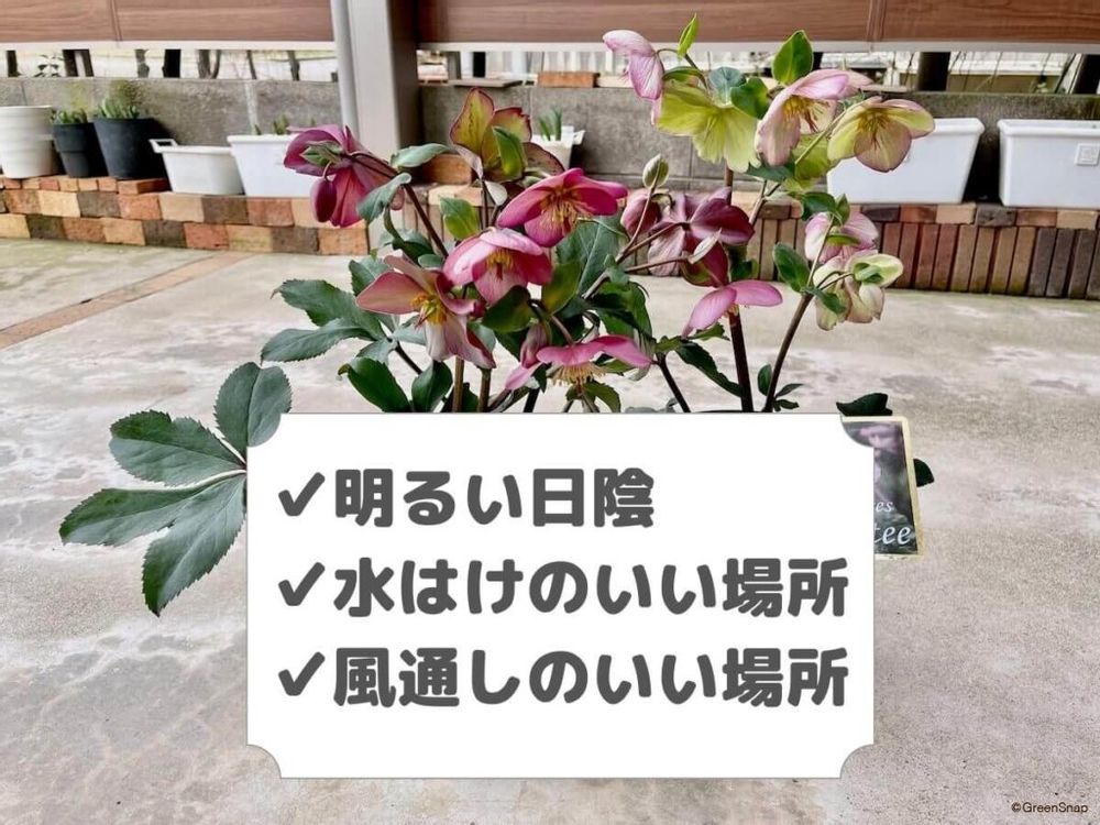 クリスマスローズを育てる場所
