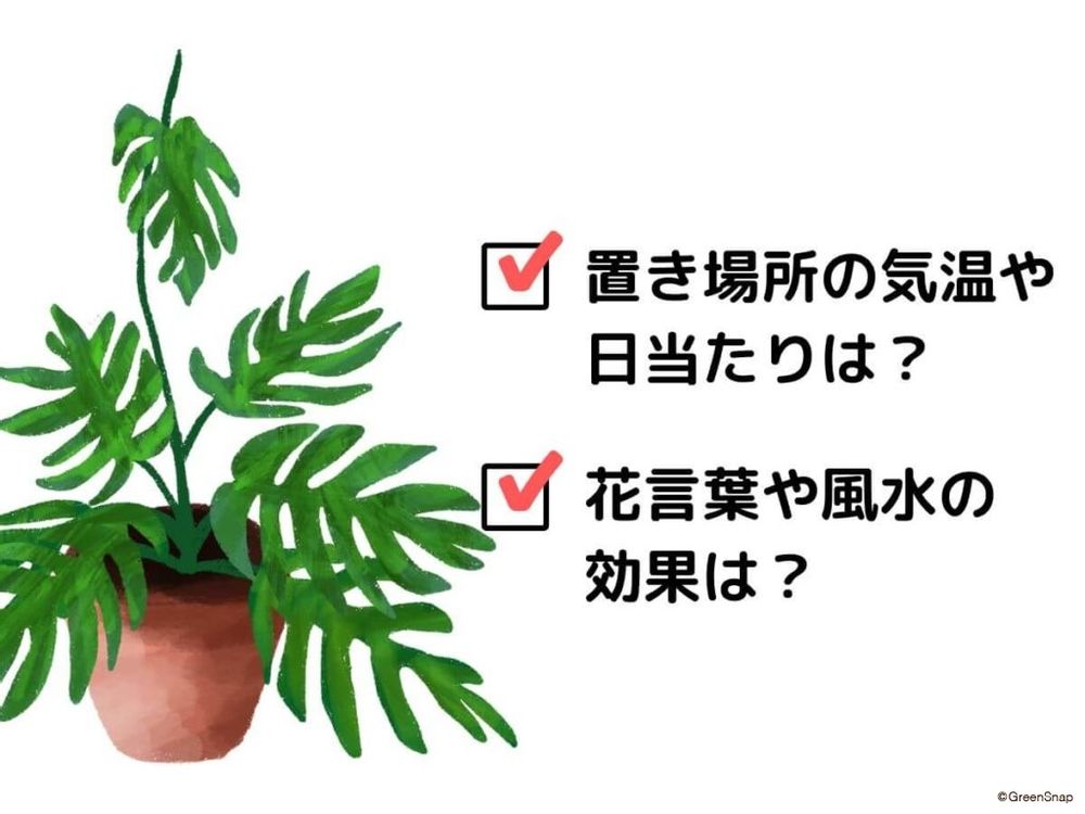 大型観葉植物のおすすめの置き場所