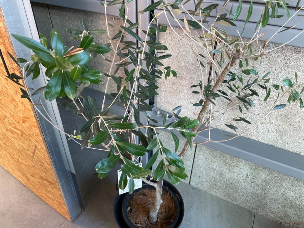 オリーブ 観葉植物