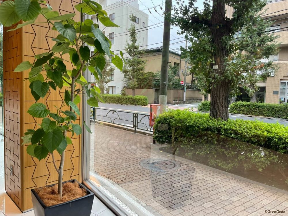 フィカス・ウンベラータ 観葉植物