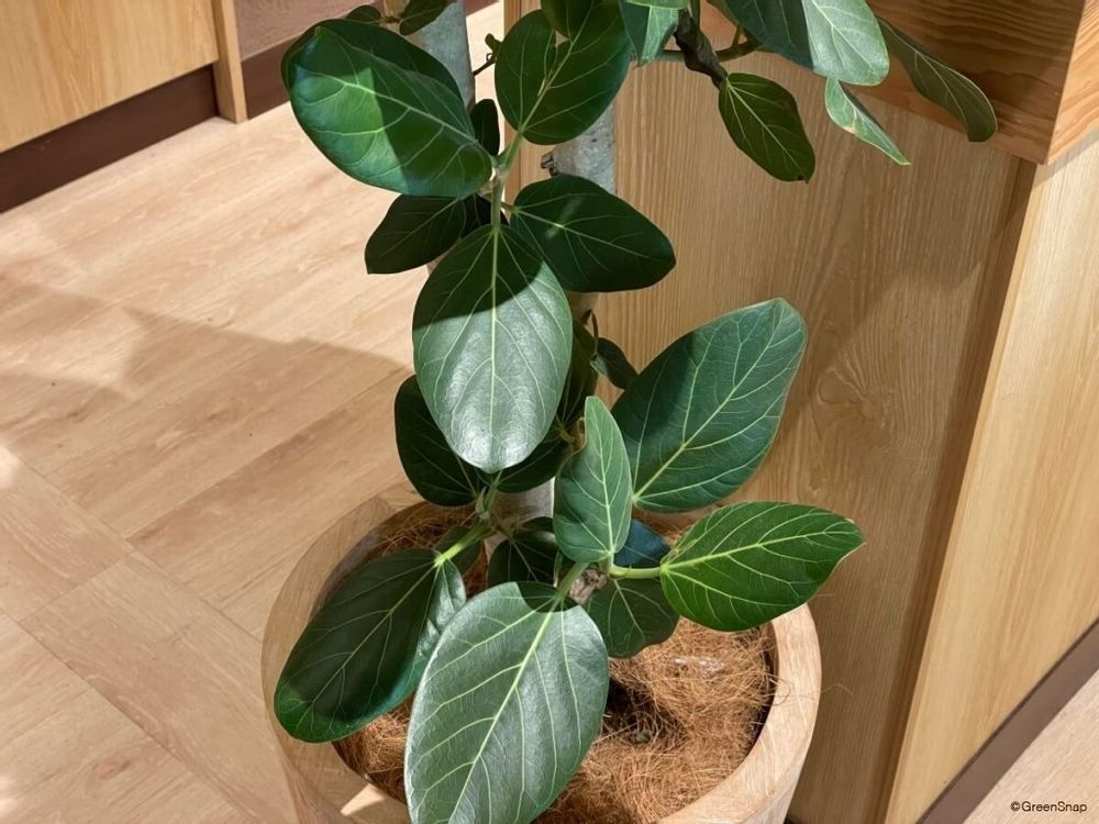フィカス・ベンガレンシス 観葉植物