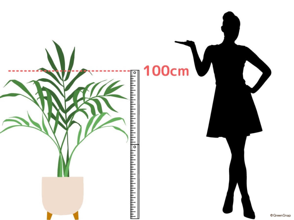 大型の観葉植物の大きさとは？