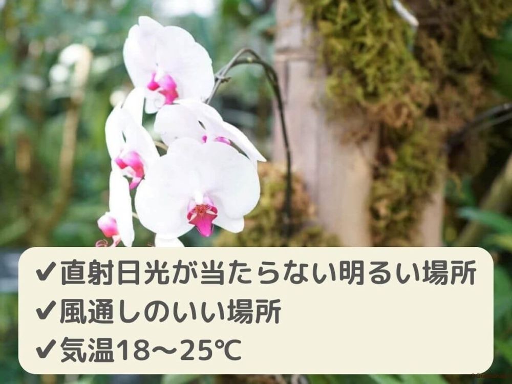 胡蝶蘭 正しい置き場所
