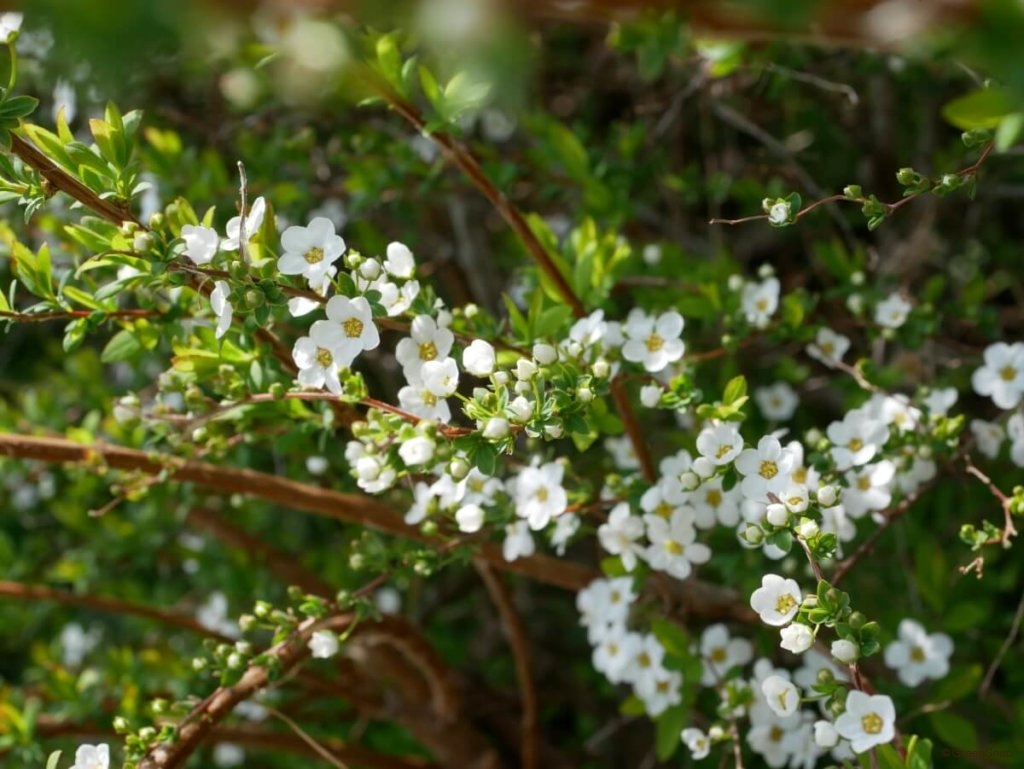 雪柳(ユキヤナギ)の育て方｜増やし方は？植え替えの必要はある