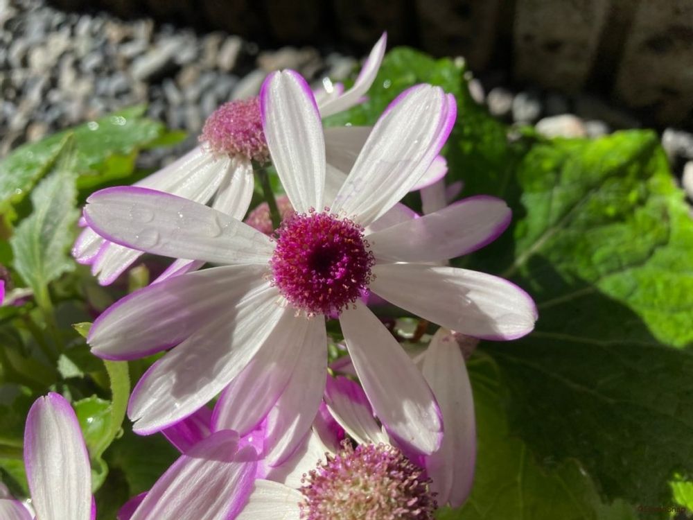 サイネリア(シネラリア)