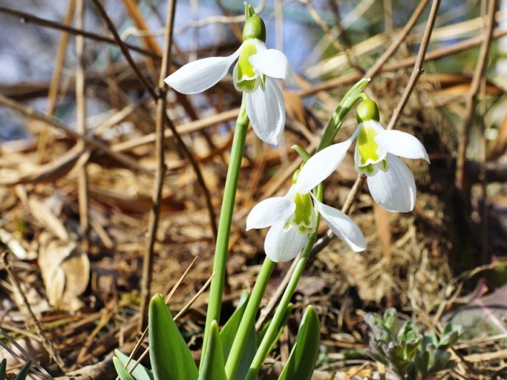 スノードロップ