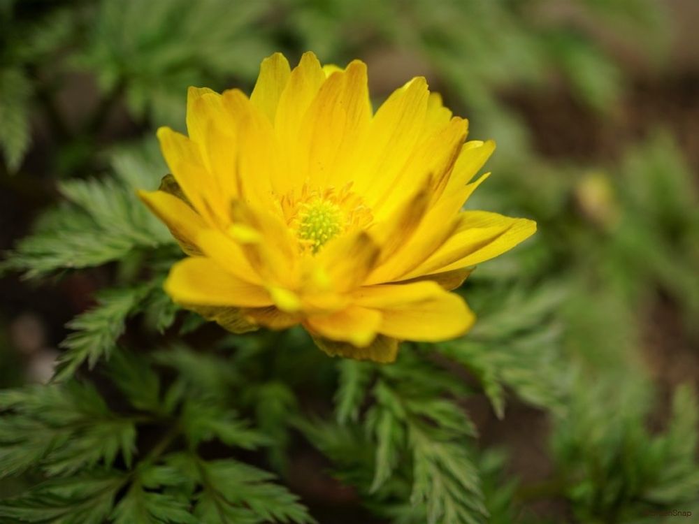 フクジュソウ 福寿草