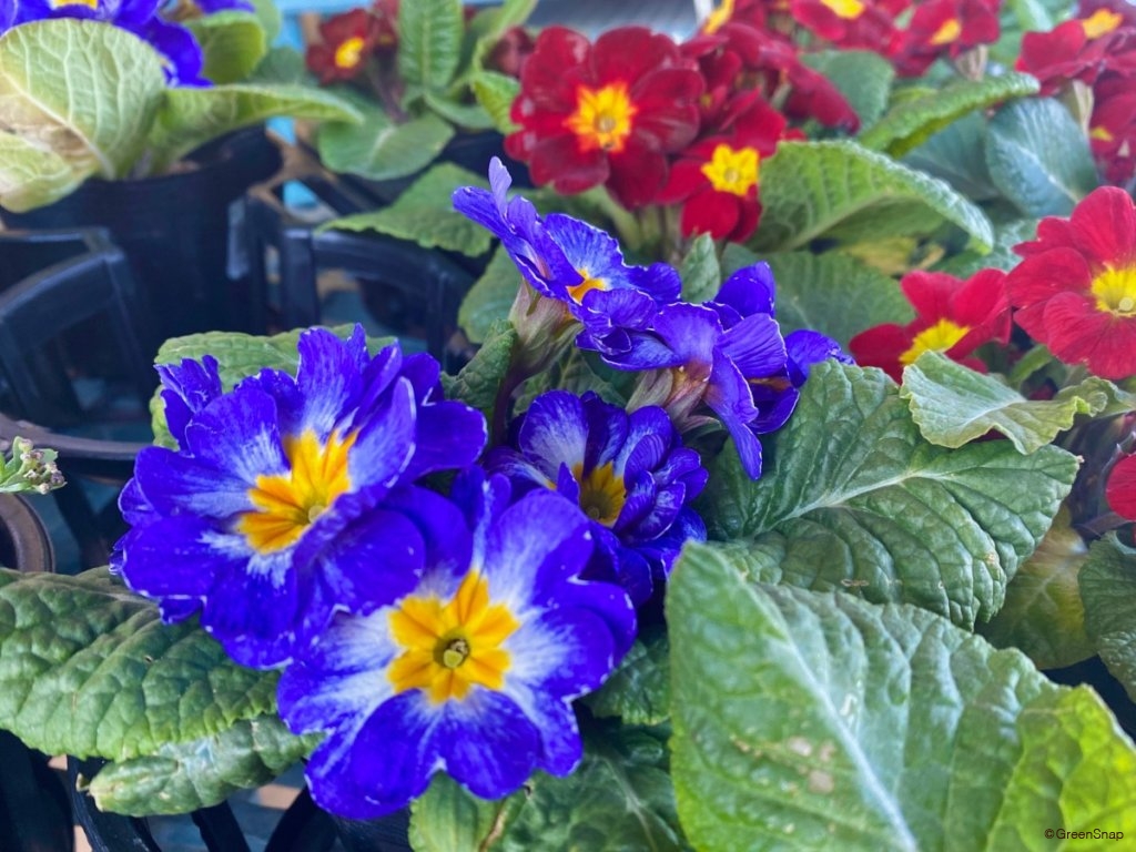 プリムラ・ポリアンサ(プリムラ・ジュリアン)