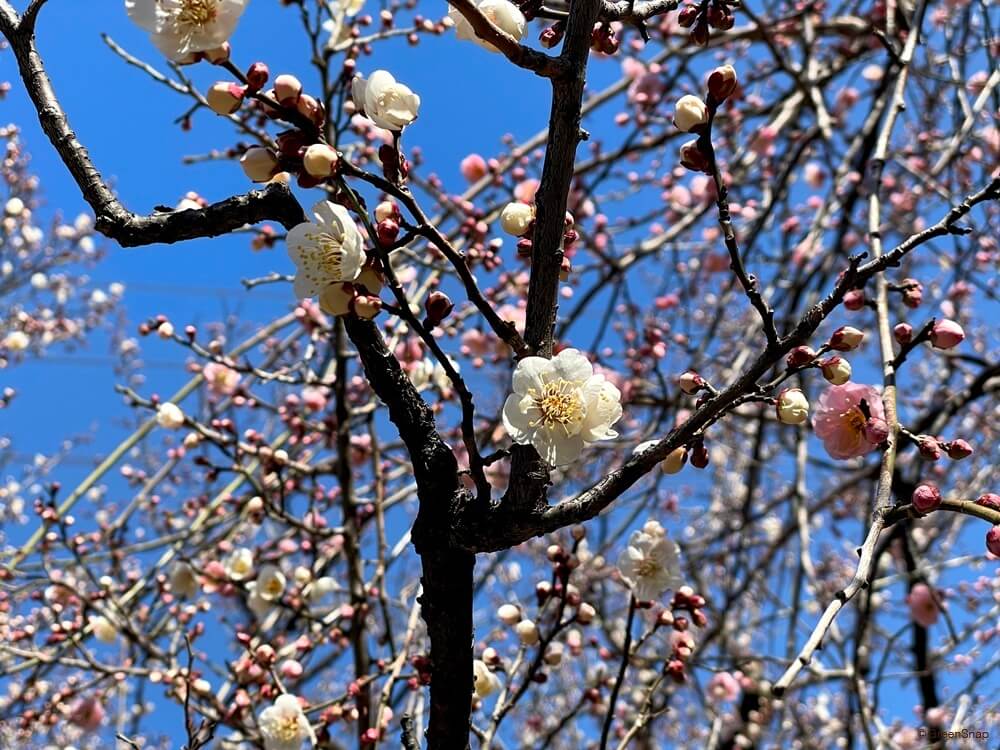 最新 人気の冬の花30選 鉢植えや花木でよく見る 冬に咲く花の名前を調べよう Greensnap グリーンスナップ