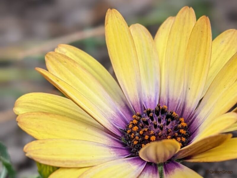 オステオスペルマム