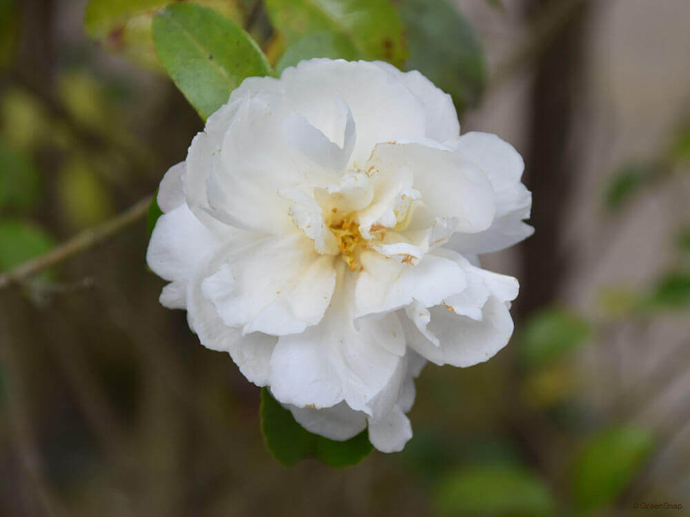 サザンカ 山茶花