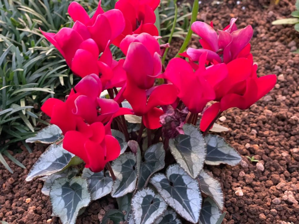 ガーデンシクラメン