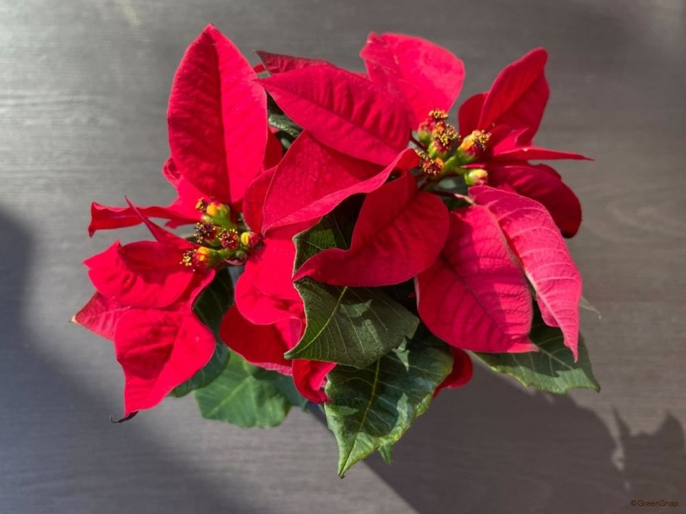 ポインセチア