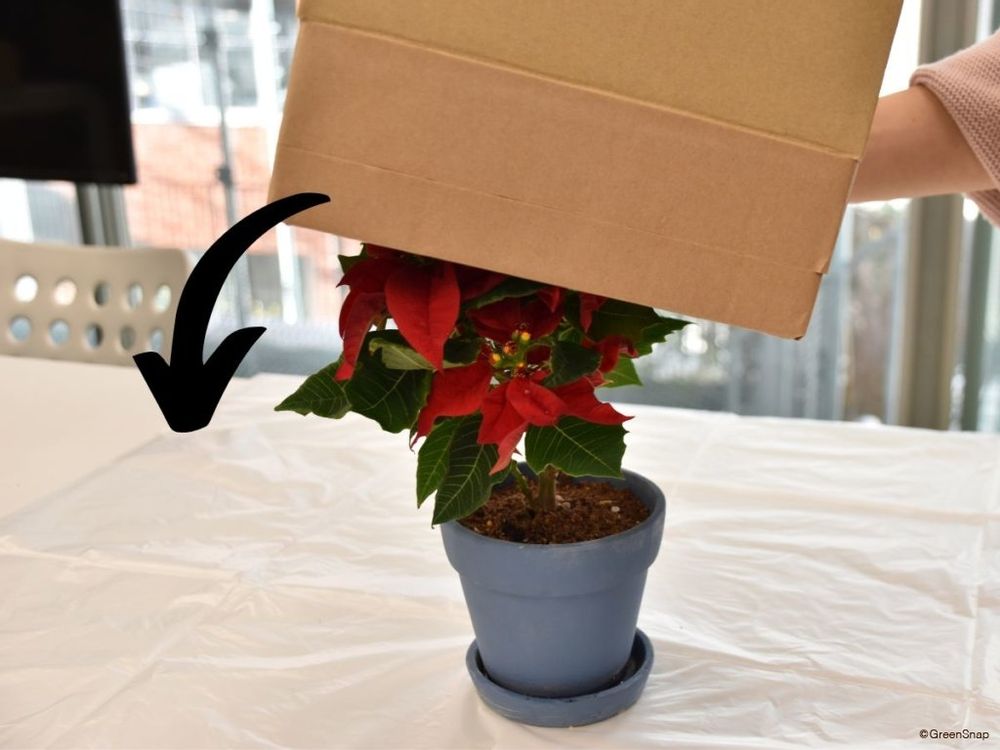 ポインセチアを赤くする方法(短日処理) 段ボールを被せる