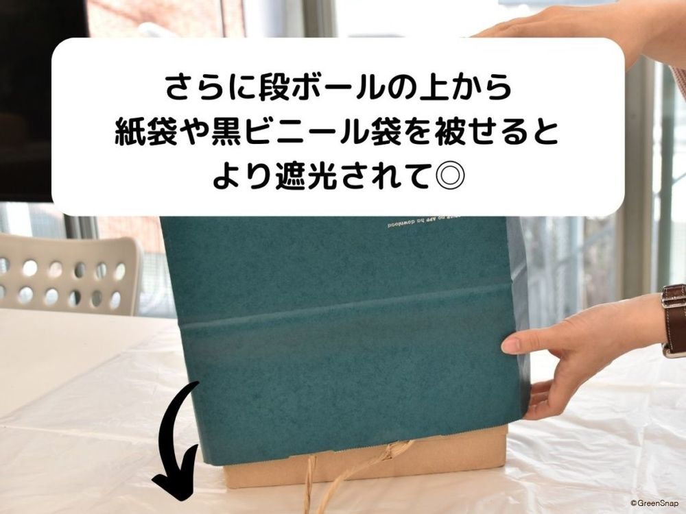 ポインセチアを赤くする方法(短日処理)