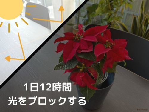 動画で解説 ポインセチアを赤くする方法 短日処理のやり方は いつまでやればいい Greensnap グリーンスナップ